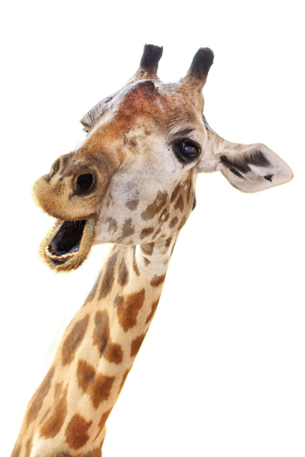 ToF Fotobehang giraffe close-up van kop en nek
