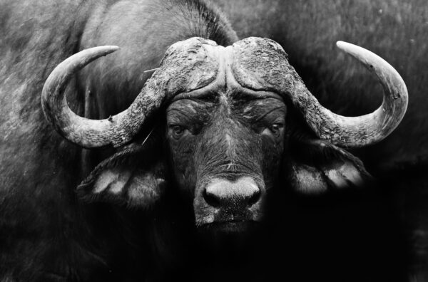 ToF Behang dier Afrikaanse buffel zwart-wit