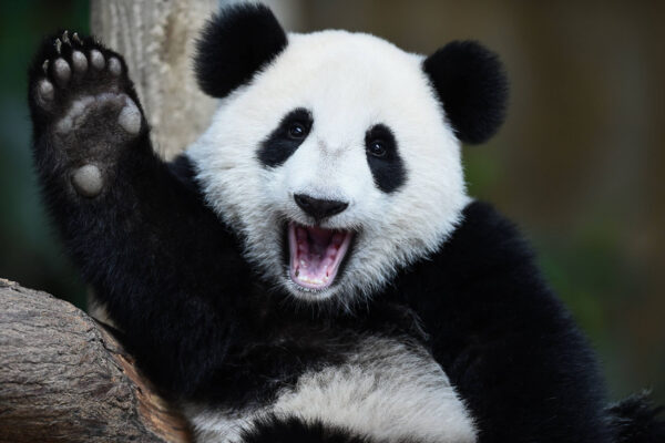 ToF Fotobehang pandabeer die zwaait en op een tak zit