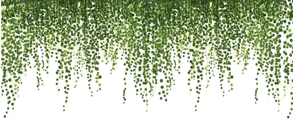 ToF Behang natuur hangplanten met witte achtergrond