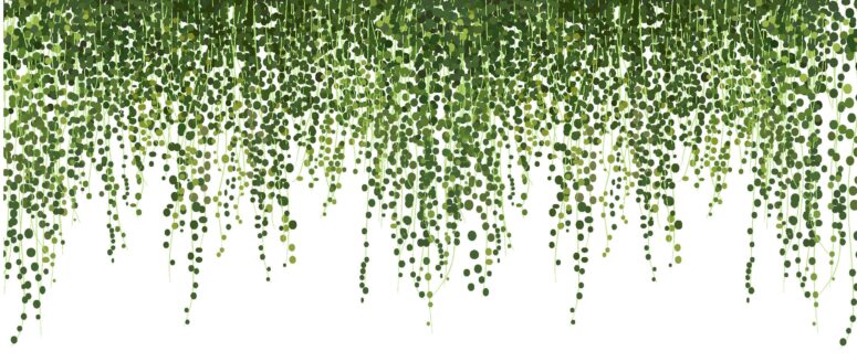 ToF Behang natuur hangplanten met witte achtergrond