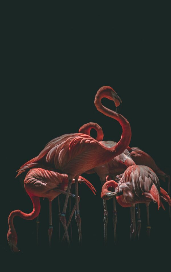 ToF Behang flamingo's in rood en grijs op zwarte achtergrond