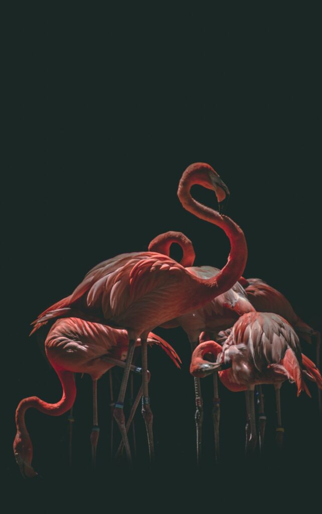 ToF Behang flamingo’s in rood en grijs op zwart