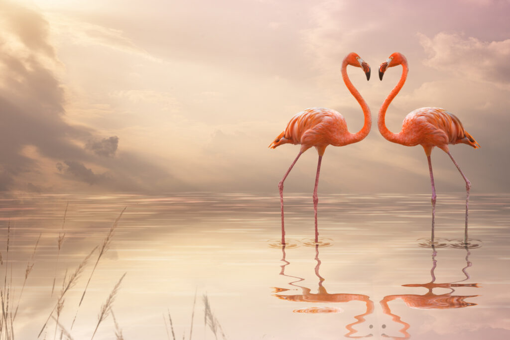 ToF Fotobehang flamingo koppel in goud- en roodtinten