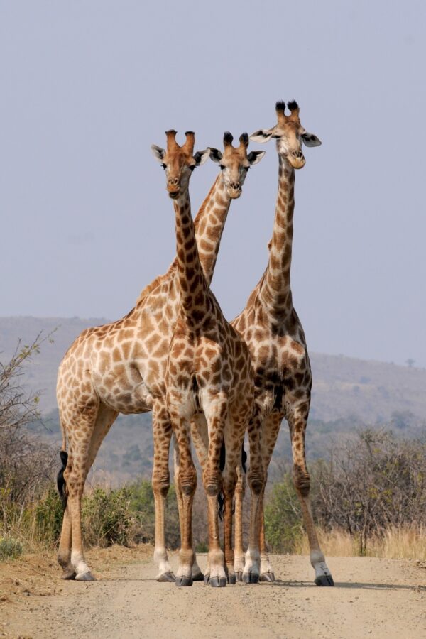 ToF Fotobehang giraffe groep van drie in natuur