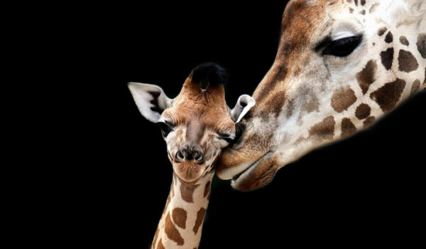 ToF Fotobehang giraf close-up moeder met baby op zwarte achtergrond