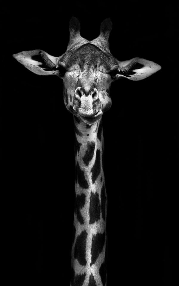 ToF Fotobehang dier giraffe zwart-wit