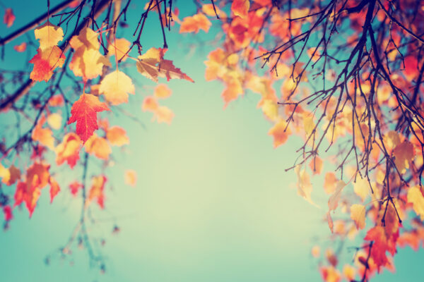 ToF Behang takken met herfstbladeren