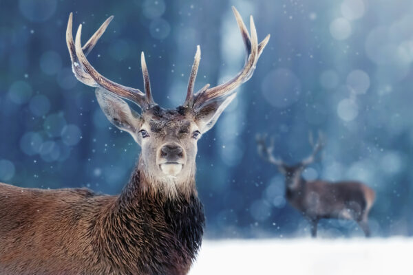 ToF Fotobehang dieren rendieren in de sneeuw