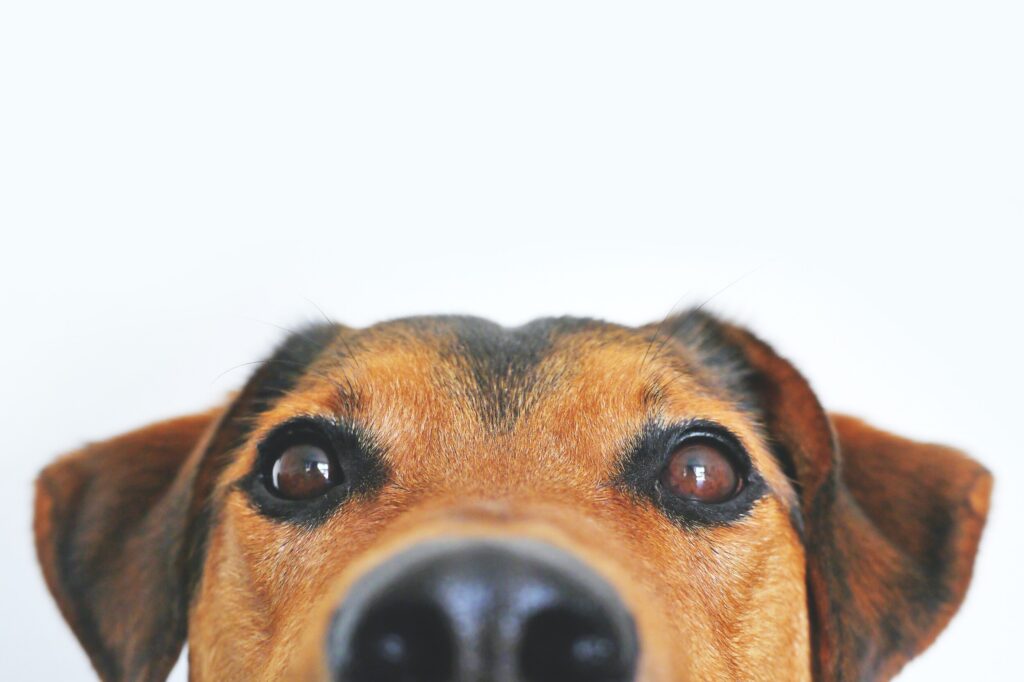 ToF Behang hond close-up ogen en neus