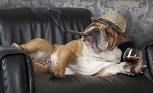ToF Behang hond grappige Engelse buldog met hoed, sigaar en glas wijn