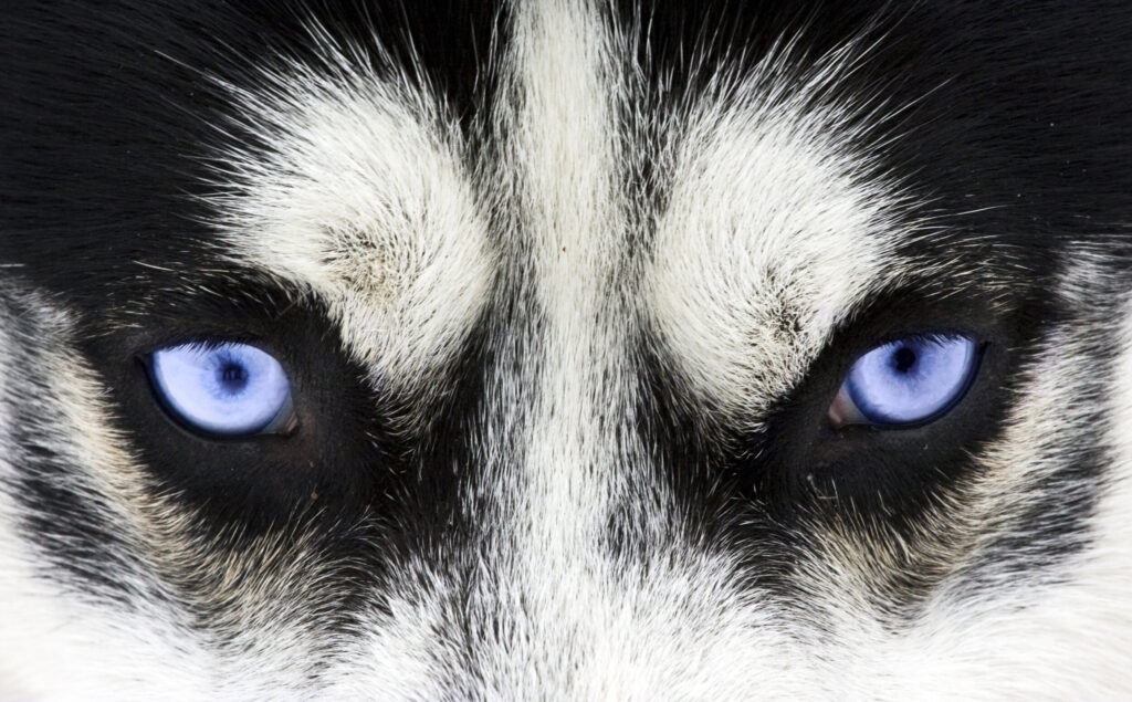 ToF Fotobehang hond close-up husky ogen