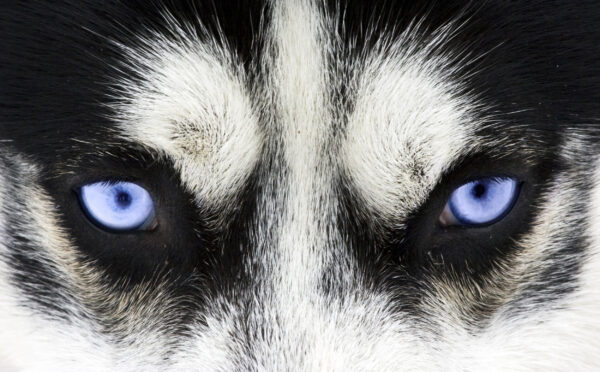 ToF Fotobehang hond close-up husky blauwe ogen