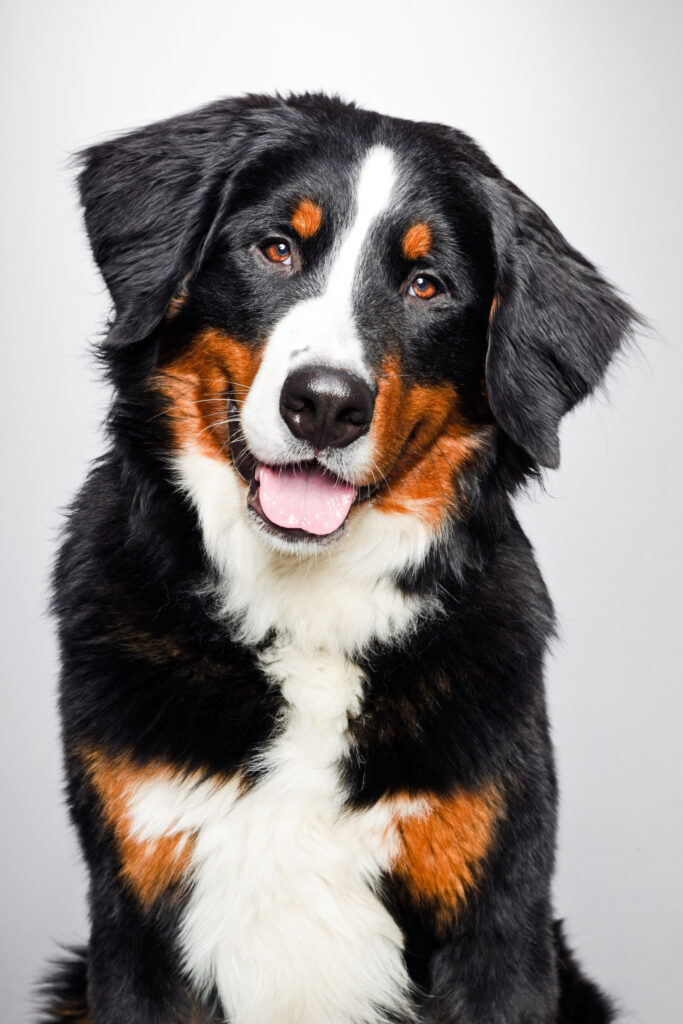 ToF Behang hond portret Berner sennenhond