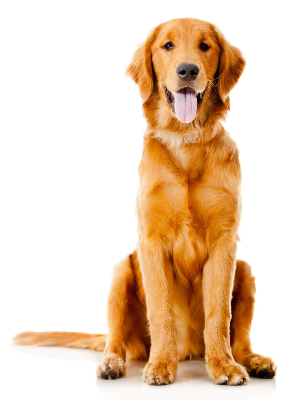 ToF Fotobehang hond zittende golden retriever