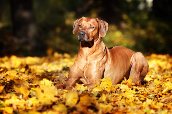 ToF Behang hond Rhodesian ridgeback zittend in herfstbladeren