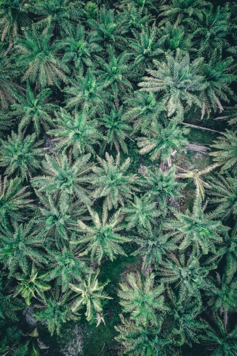 ToF Behang palmbomen bovenaanzicht