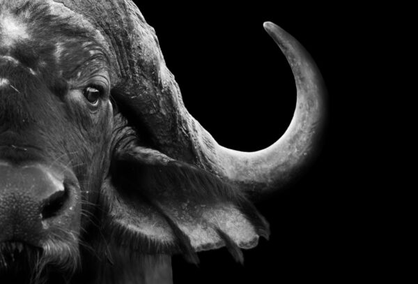 ToF Fotobehang dier kaffer buffel zwart-wit