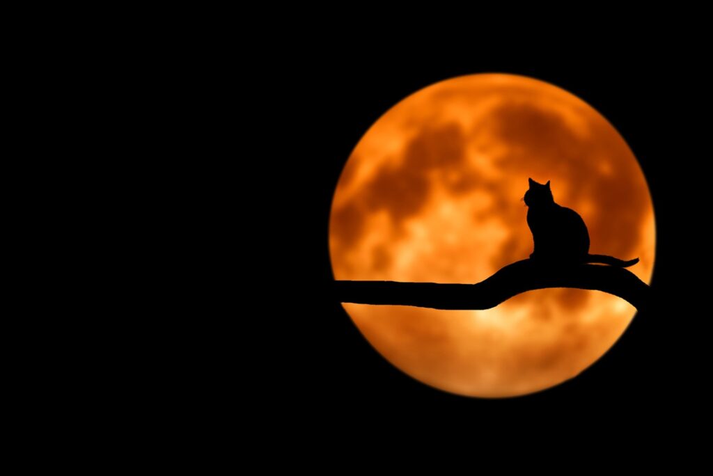ToF Behang kat silhouet zittend voor volle maan
