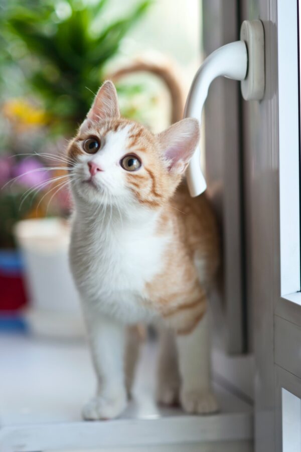 ToF Fotobehang kat oranje cyperse kitten