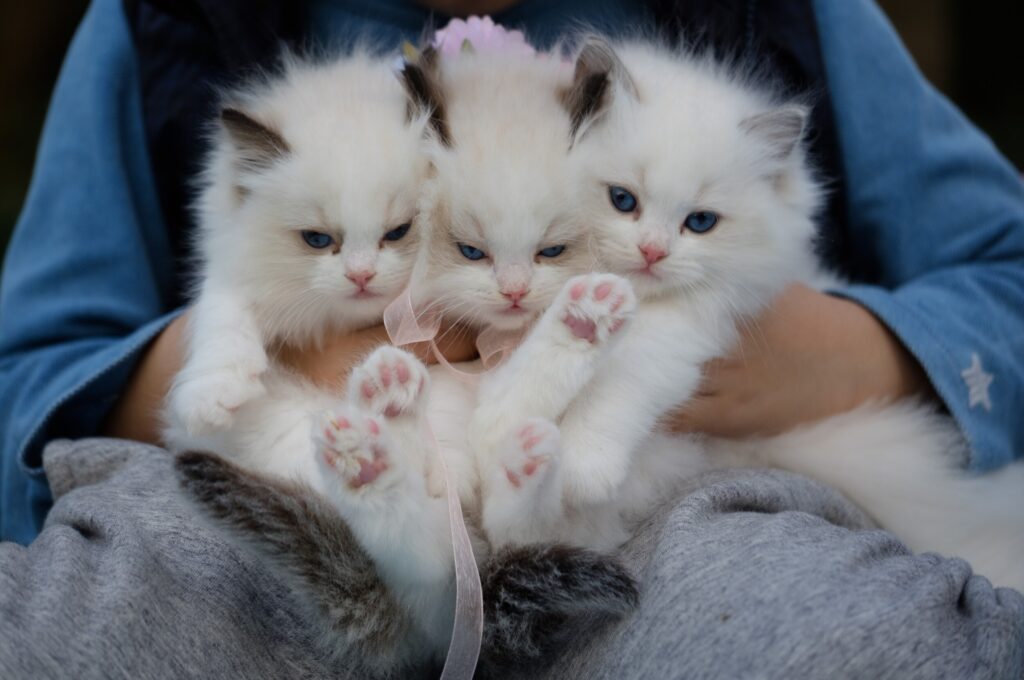 ToF Behang kat drie ragdoll kittens in wit langharig
