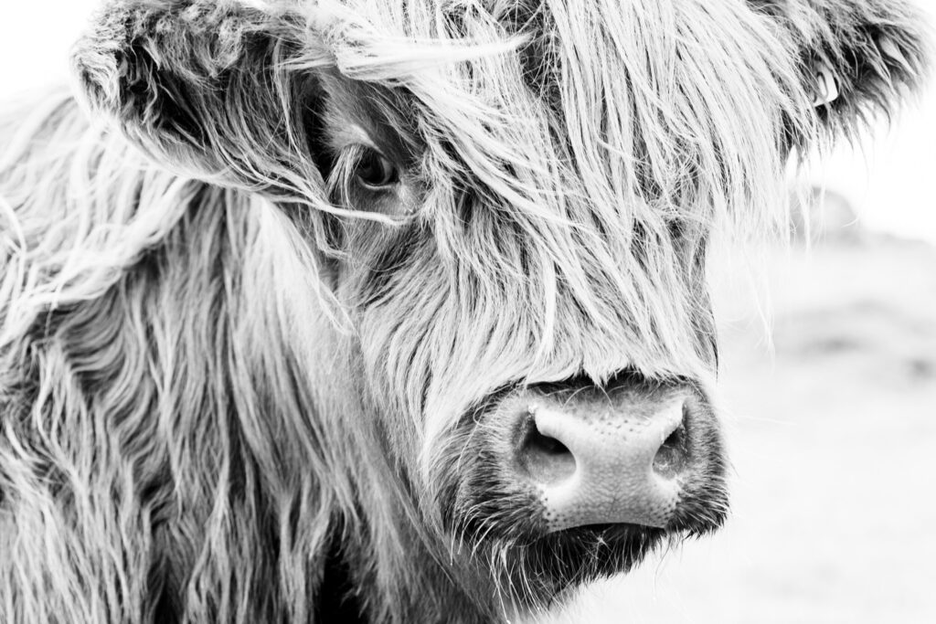 ToF Behang Schotse hooglander close-up kop in zwart-wit