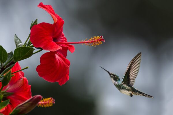 ToF Fotobehang bloemen en vogels kolibrie die naar Chinese roos vliegt