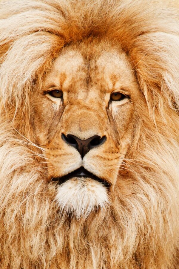 ToF Fotobehang leeuw close-up kop van een mannetje