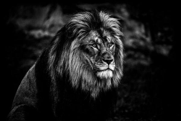 ToF Behang dier portret van een leeuw zwart-wit
