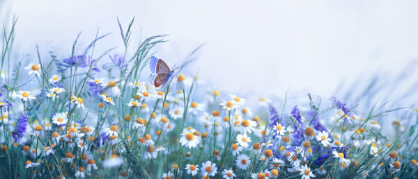ToF Behang lente bloemenveld madelief met vlinder
