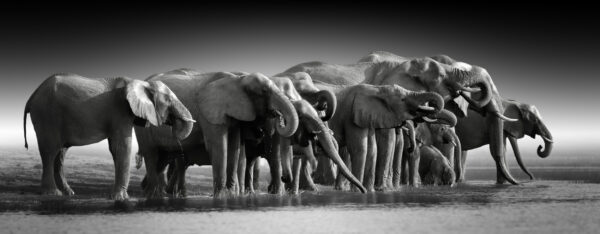 ToF Behang olifant grioep van meerdere olifanten bij water in zwart-wit
