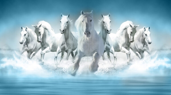 ToF Behang paard groep witte paarden in water in blauw-wittinten