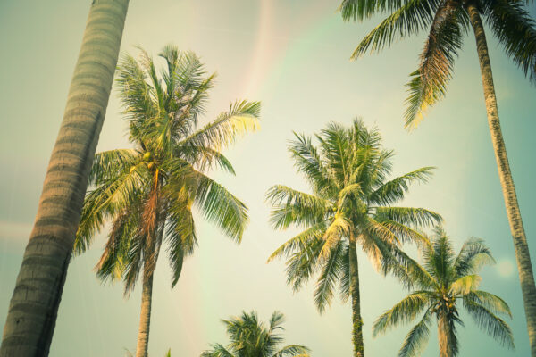 ToF Behang bomen palmbomen met blauwe lucht