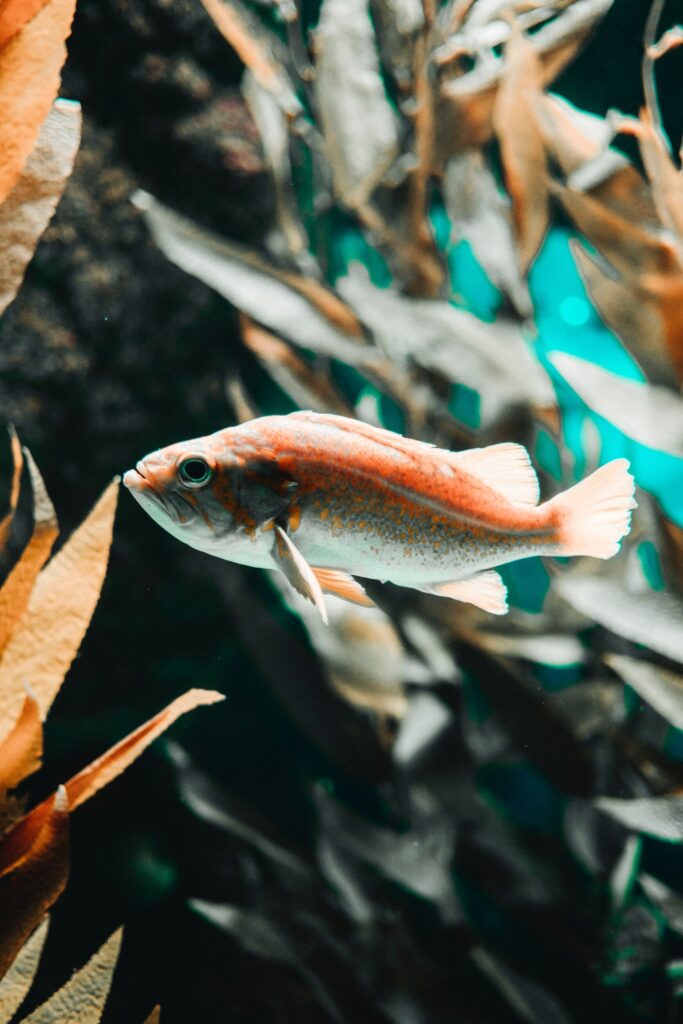 ToF Fotobehang vis die tussen bladeren zwemt
