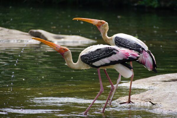 ToF Fotobehang vogels pelicanen in het water