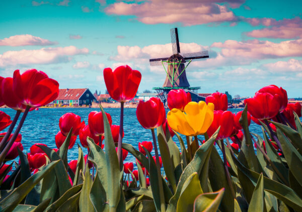 ToF Fotobehang landschap Nederlands uitzicht een molen bij het water met op de voorgrond tulpen