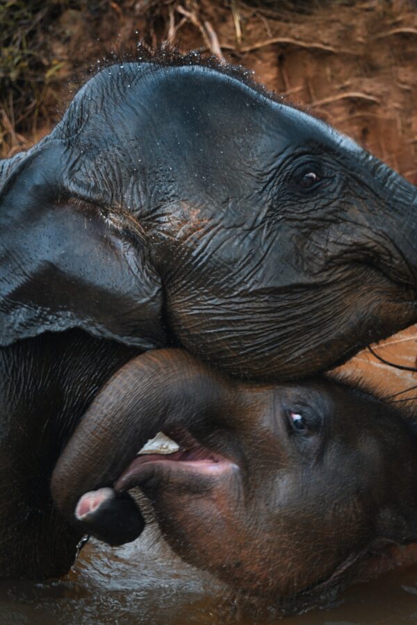 ToF Fotobehang olifant babyolifant met moeder in water