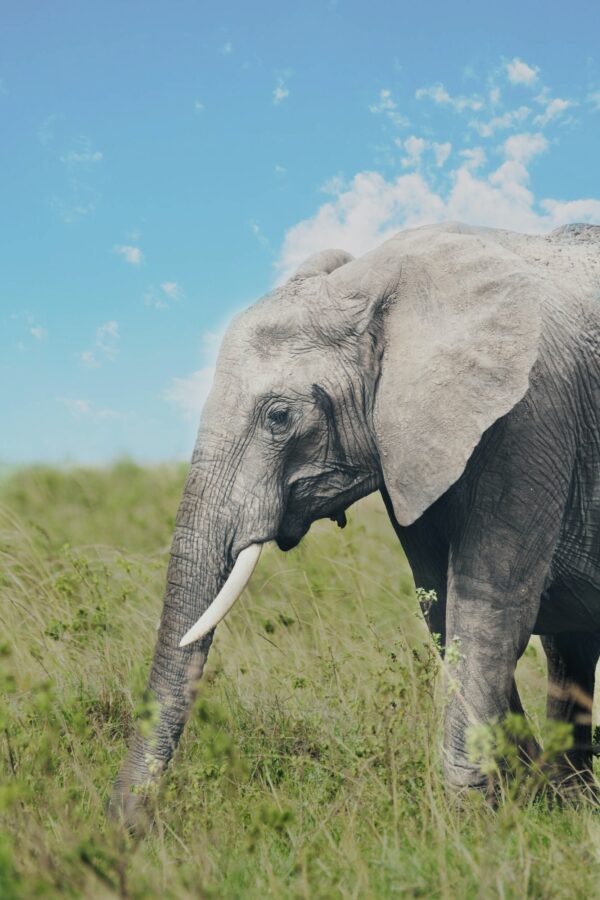 ToF Behang olifant een olifant die in het gras loopt