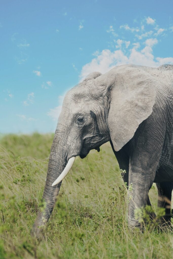 ToF Behang olifant die in het gras loopt