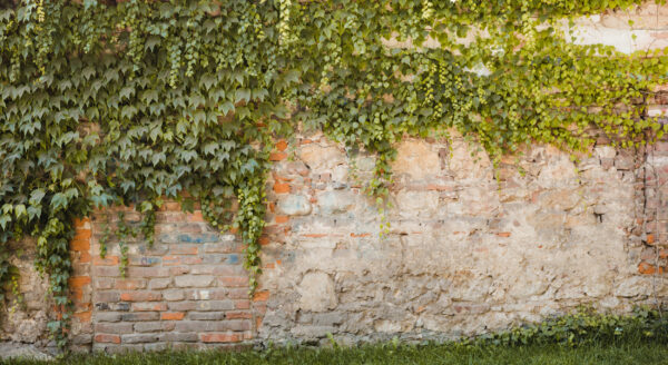 ToF Behang stenen muur met planten die hangen