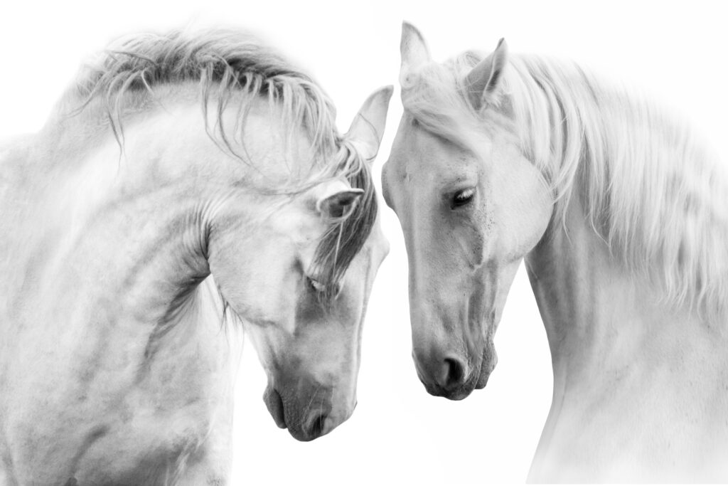 ToF Behang twee paardenhoofden bij elkaar in zwart-wit