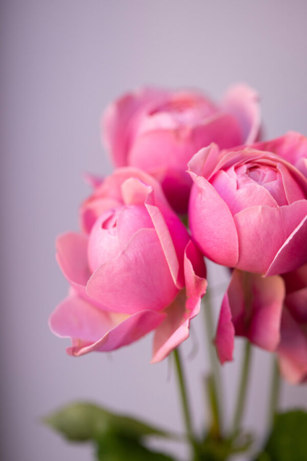 ToF behang pioenrozen roze close-up