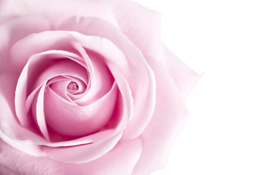 ToF Behang roos roze close-up