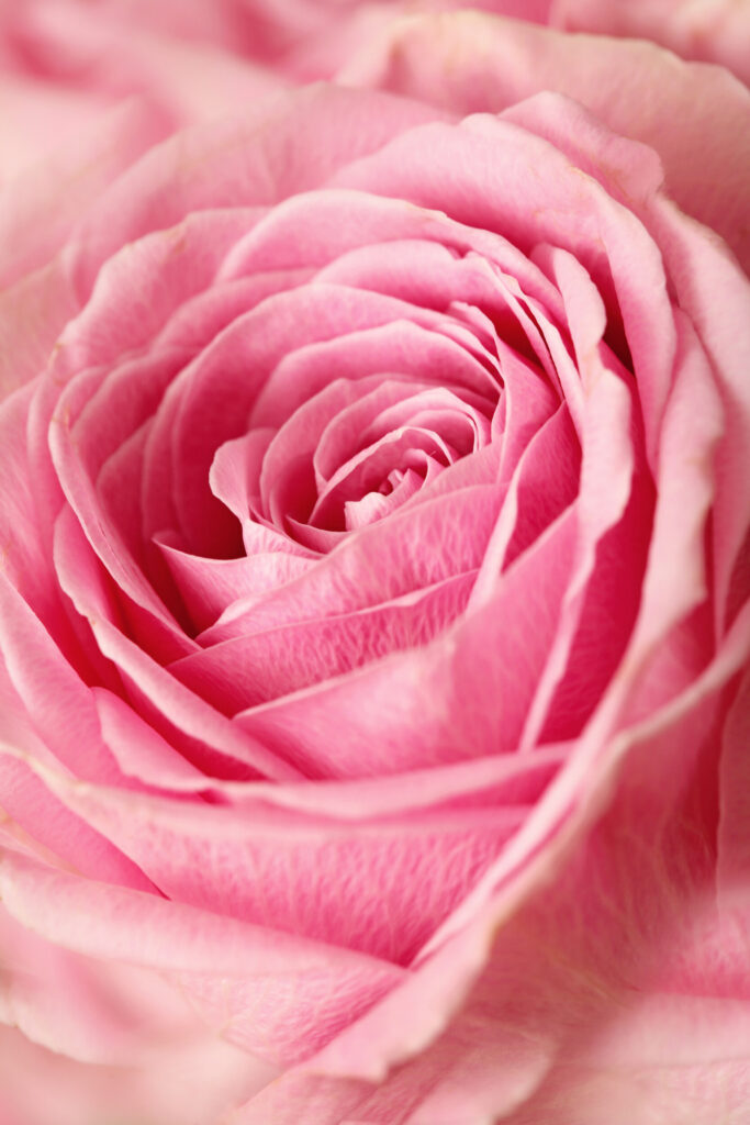 ToF Fotobehang roos roze