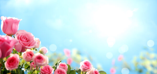 ToF Behang rozen met lucht achtergrond