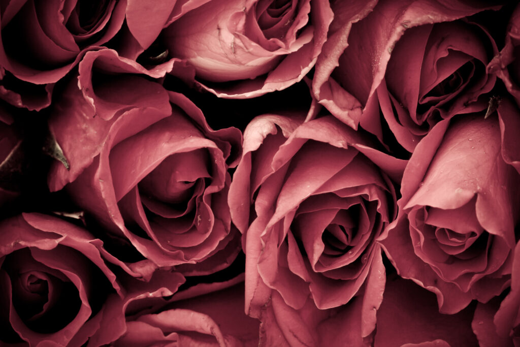 ToF Behang rozen rood