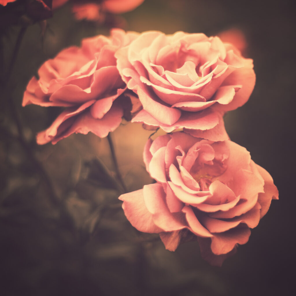 ToF Behang rozen met donkere achtergrond
