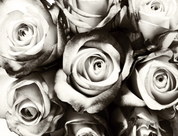 ToF Behang rozen zwart-wit
