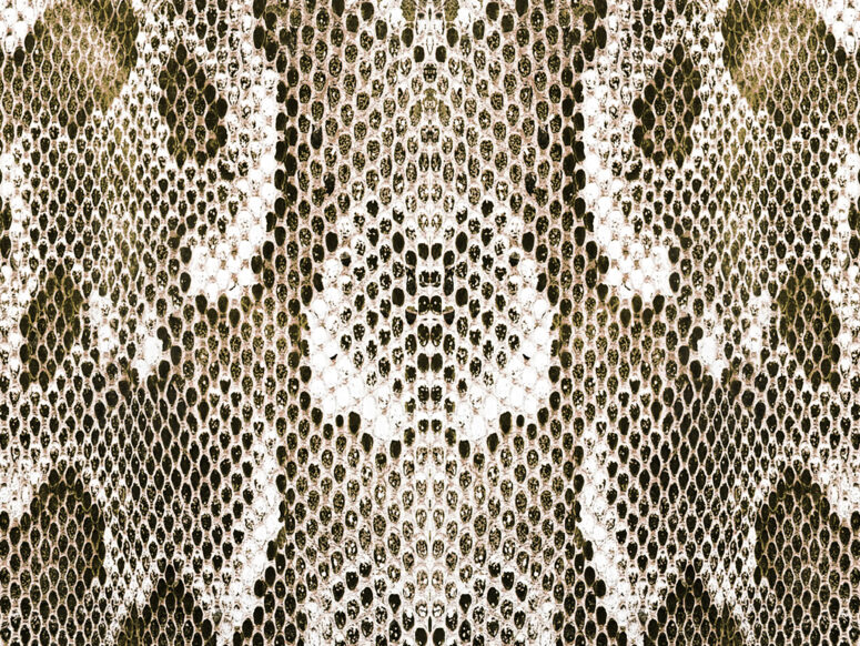 ToF Fotobehang wilde dieren close-up huid slang