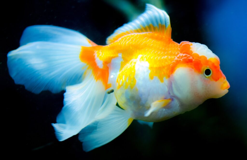 ToF Fotobehang vis oranda een soort goudvis